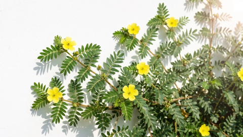 Discover a zest for life with Tribulus terrestris