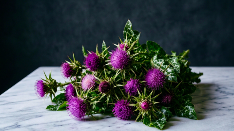 Milk thistle – the liver’s guardian