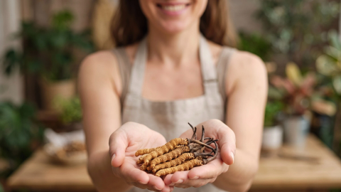 Cordyceps sinensis with an incredible life cycle